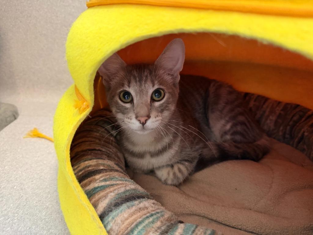 Monty, a Adoptable Domestic Short Hair in North Royalton, OH image 3/3