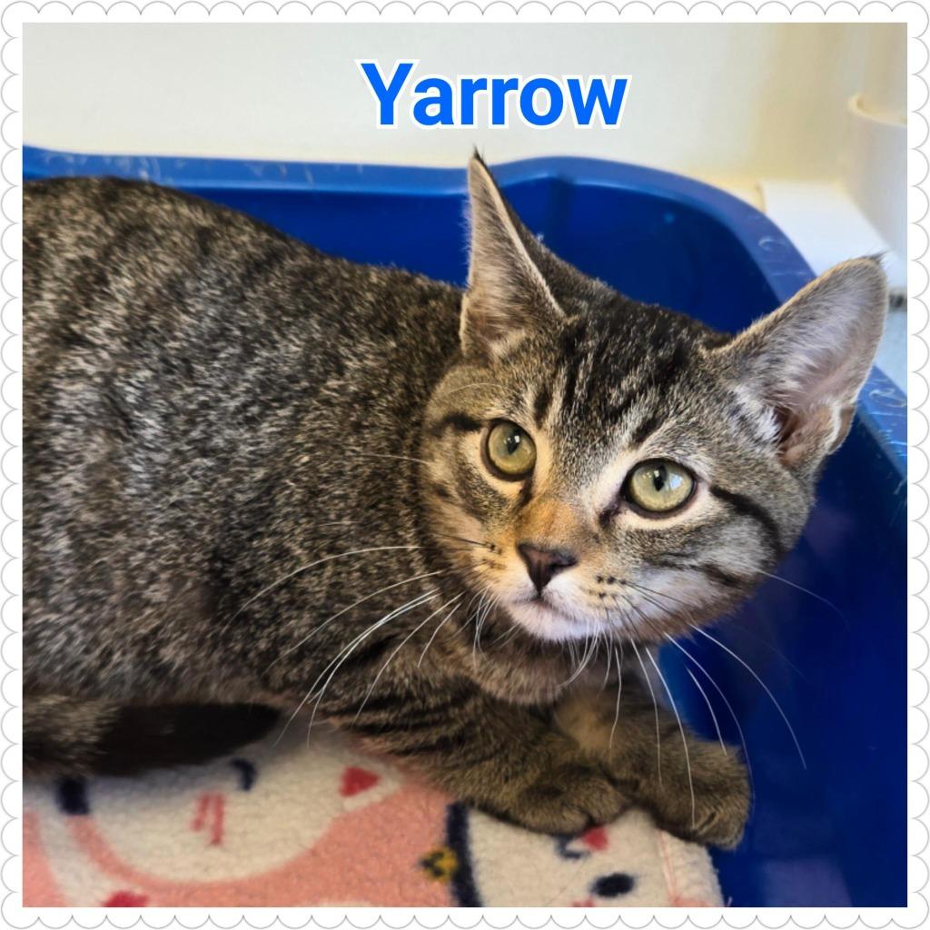 Yarrow, Adopted, Young Male Domestic Short Hair.