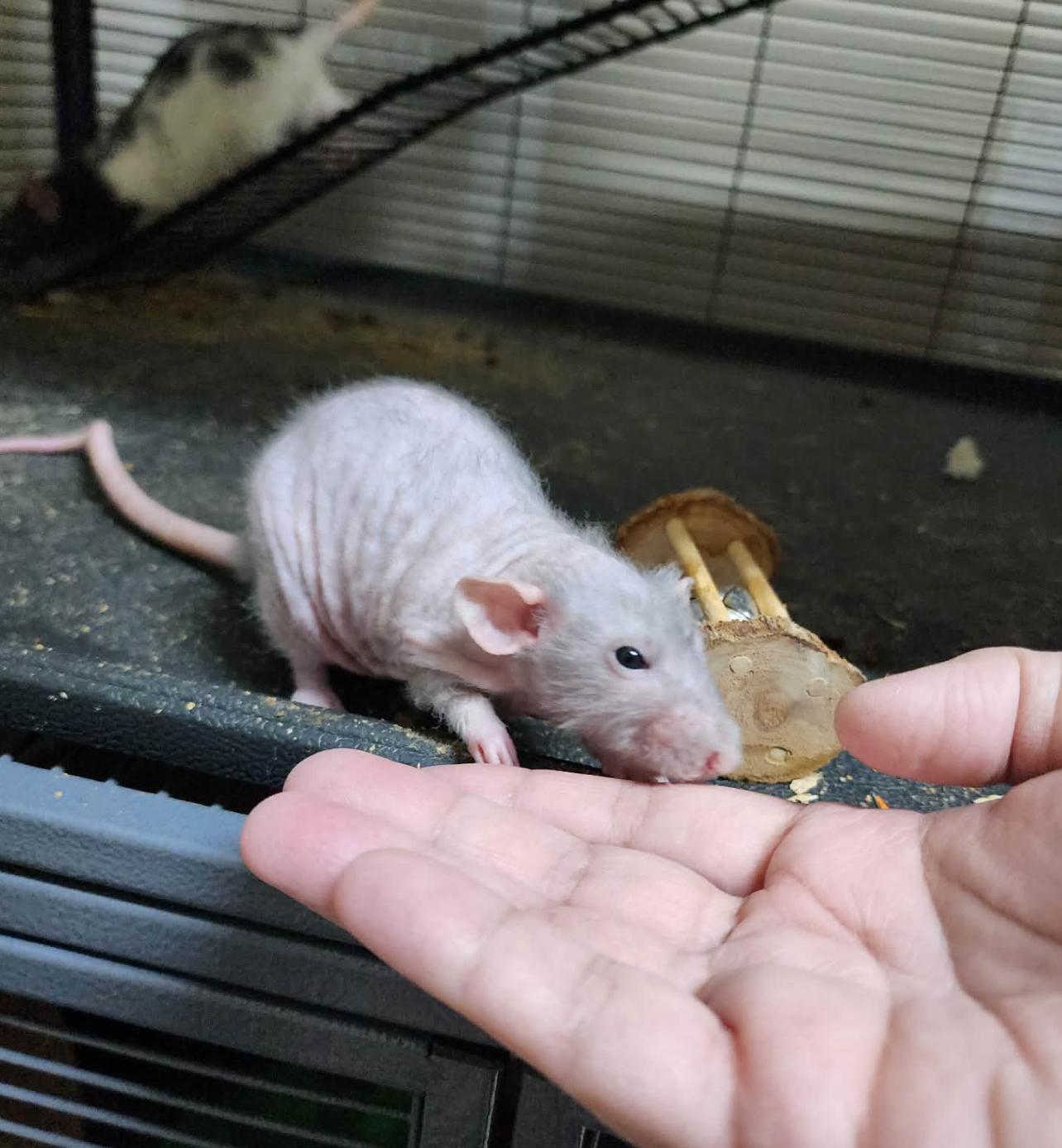 Enlarge Dorthy, an adopted Rat in Modesto, CA image 3/3