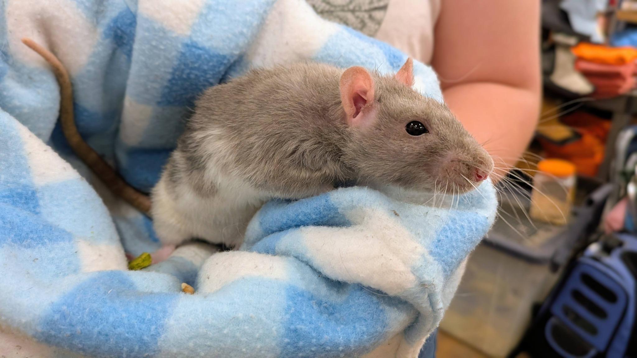 Enlarge Dorthy, an adopted Rat in Modesto, CA image 1/3