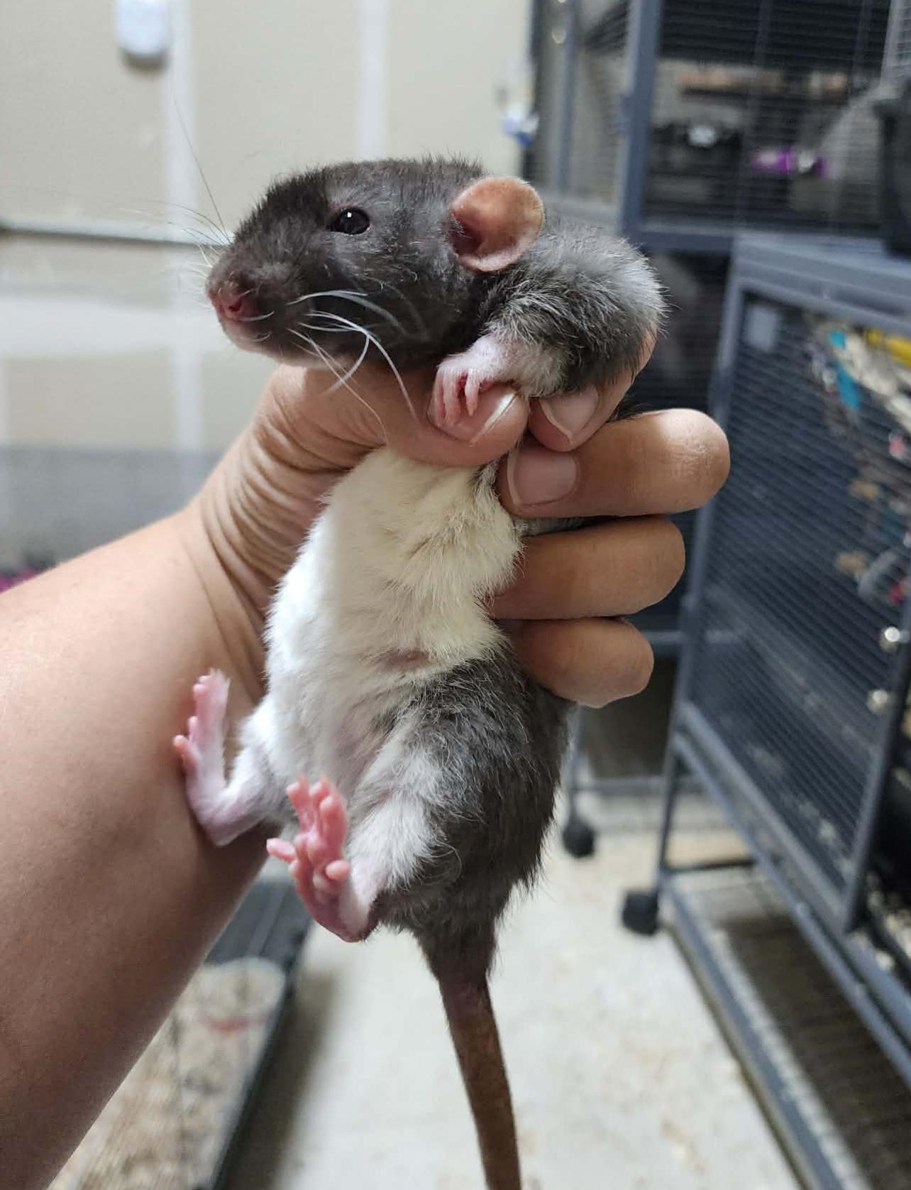 Enlarge Dorthy, an adopted Rat in Modesto, CA image 2/3