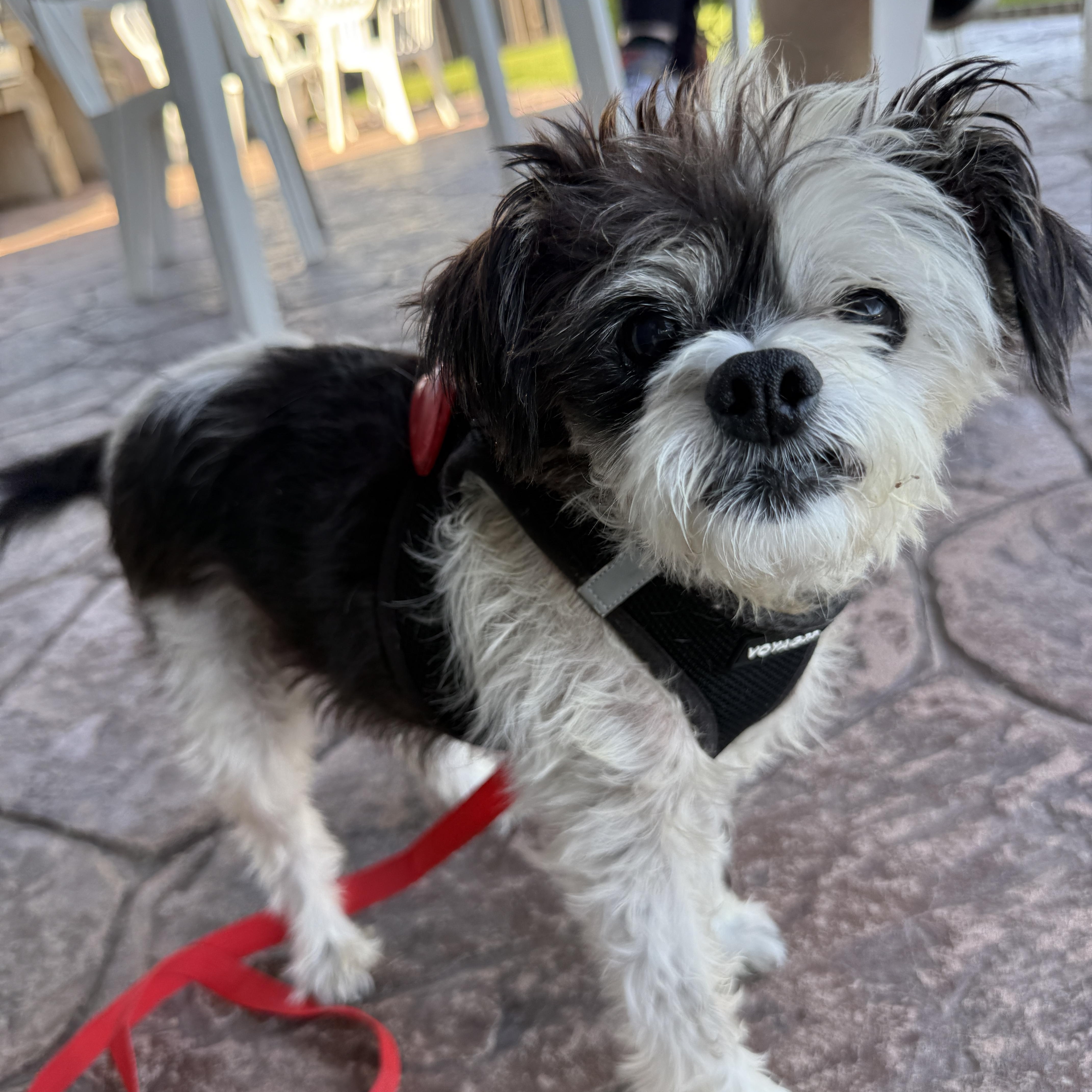 Enlarge Ruthie, a Adoptable mixed breed in Los Angeles, CA image 1/5