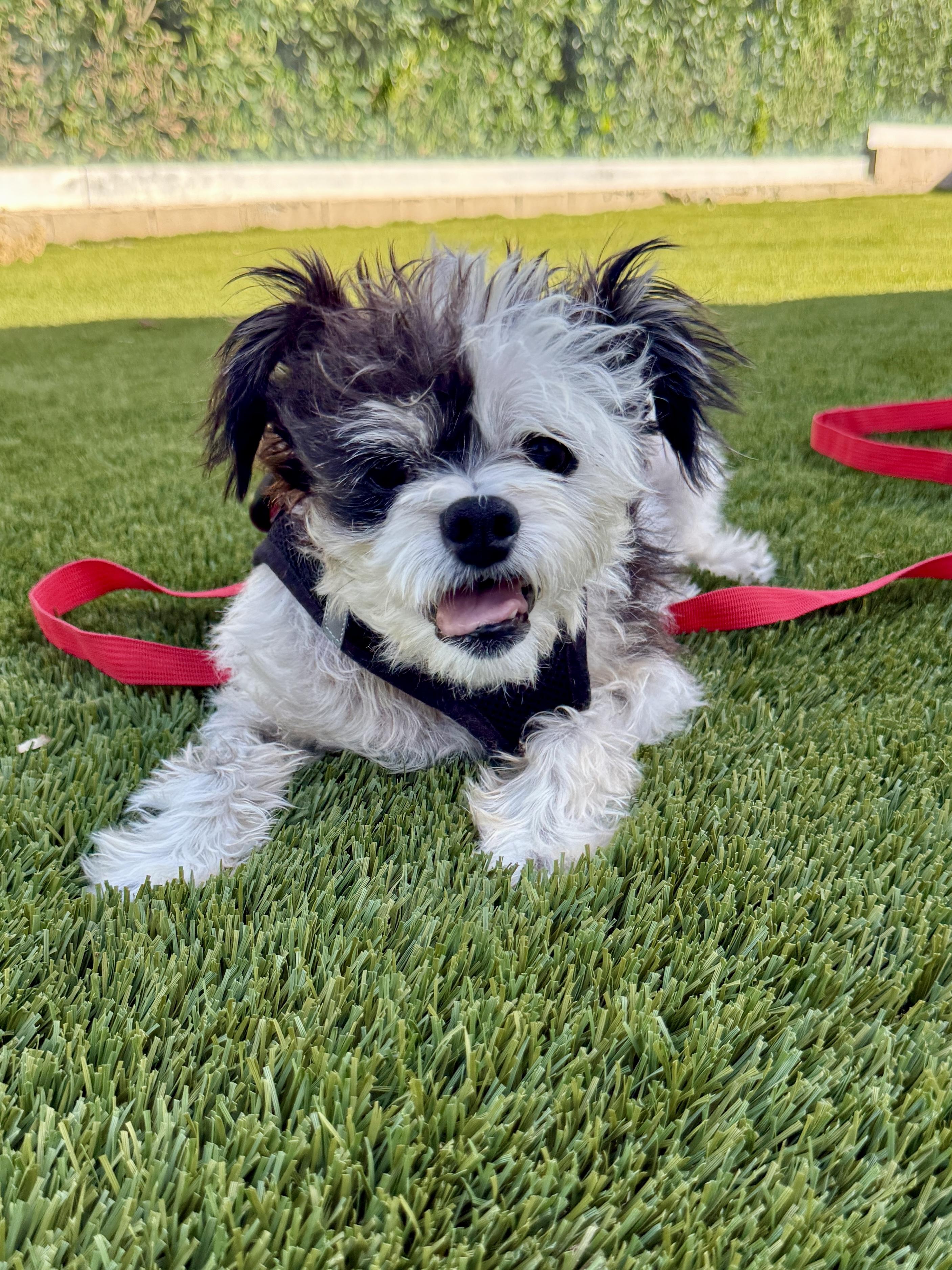 Enlarge Ruthie, a Adoptable mixed breed in Los Angeles, CA image 2/5