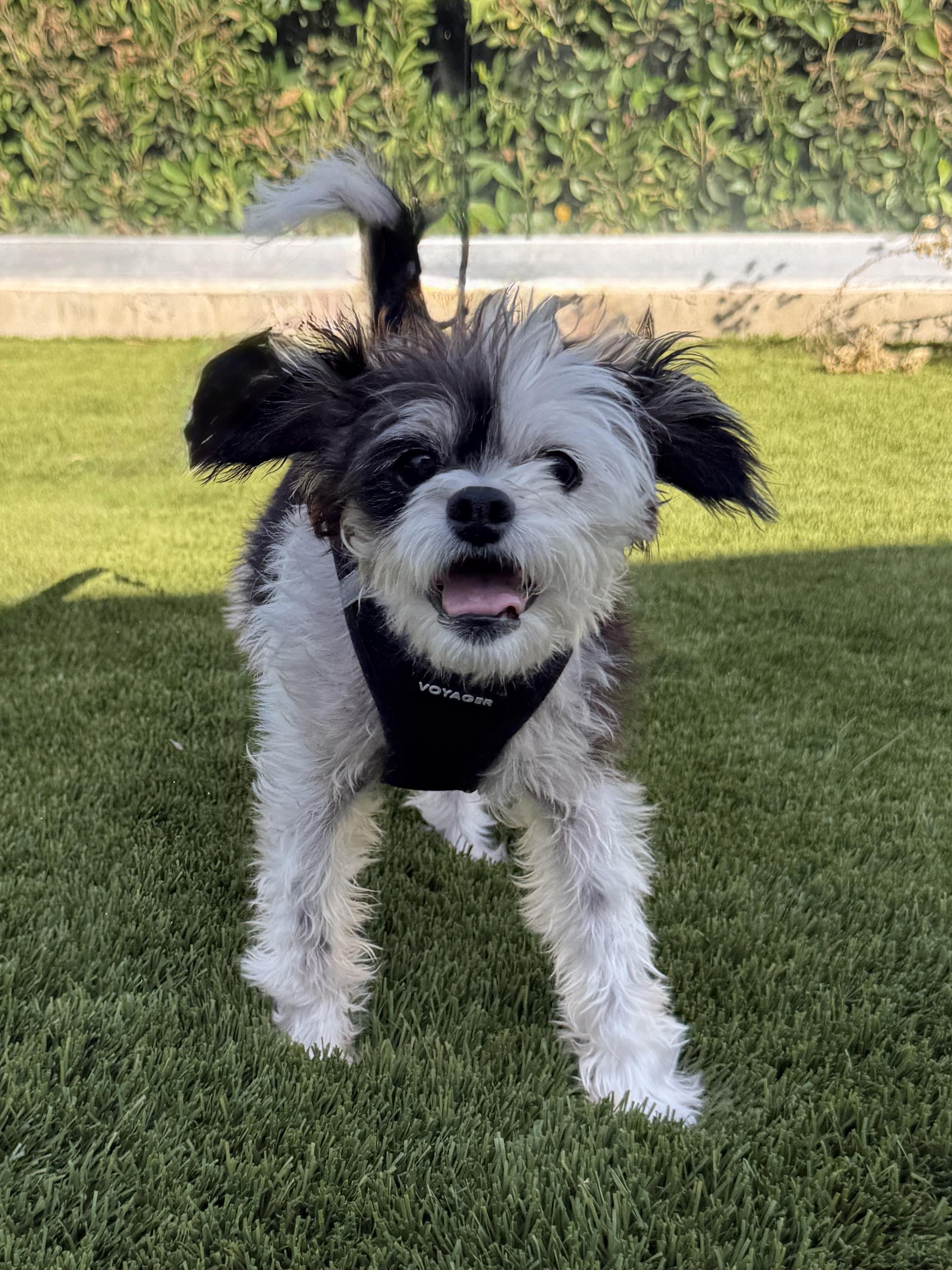 Enlarge Ruthie, a Adoptable mixed breed in Los Angeles, CA image 3/5