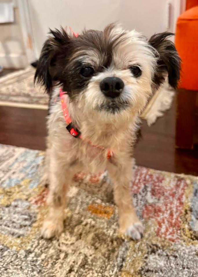 Enlarge Ruthie, a Adoptable mixed breed in Los Angeles, CA image 5/5
