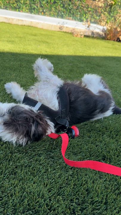 Enlarge Ruthie, a Adoptable mixed breed in Los Angeles, CA video 4/5