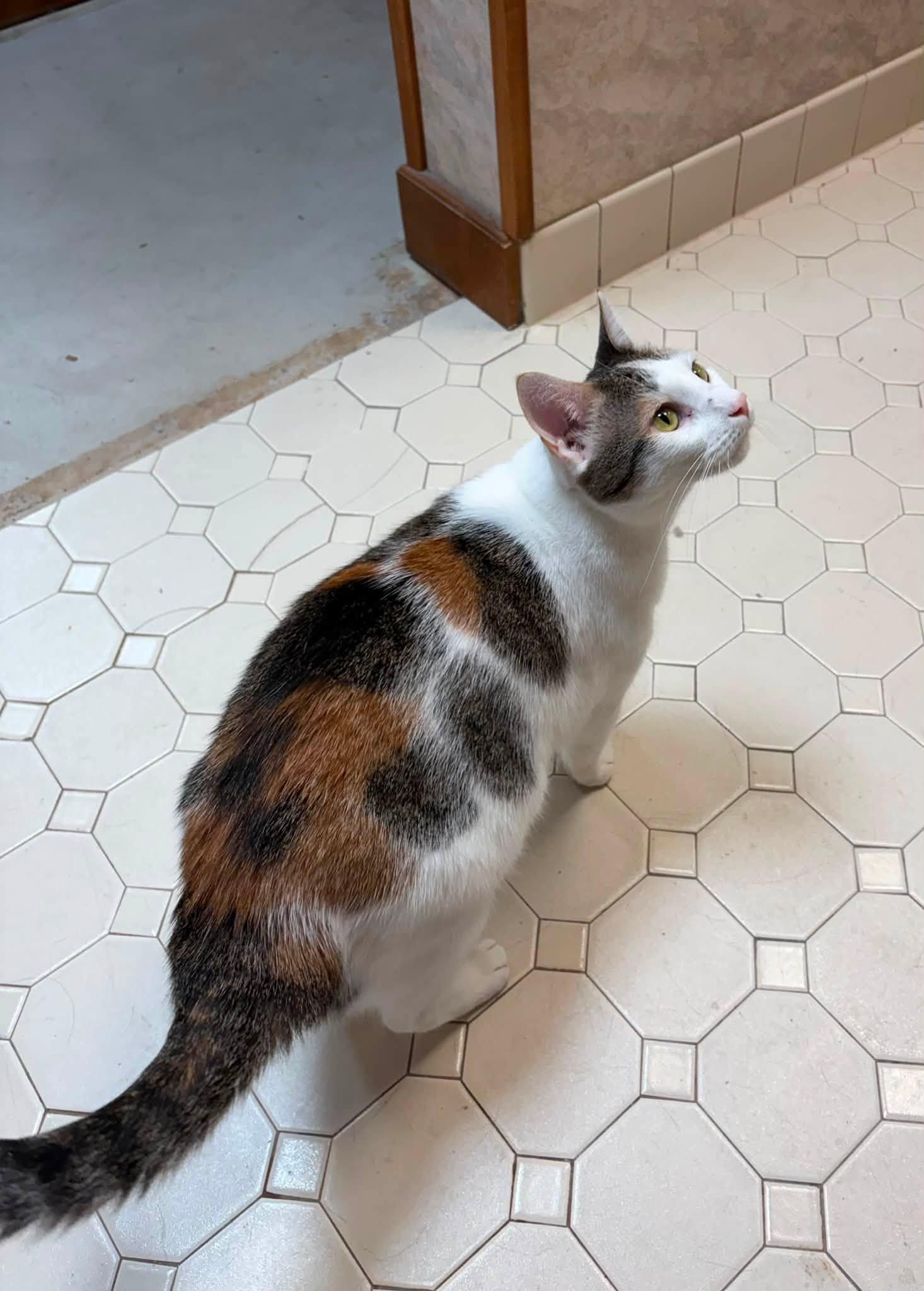 Enlarge DAISY, a Adoptable Domestic Short Hair in Grand Forks, ND image 2/2