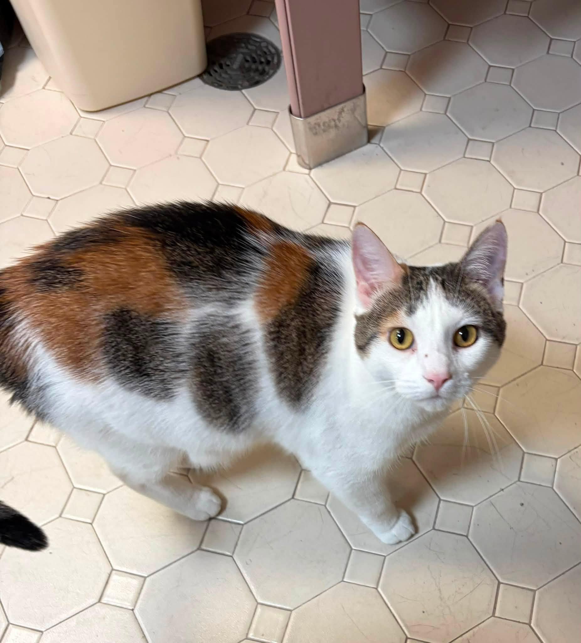 DAISY, Adoptable, Adult Female Domestic Short Hair.