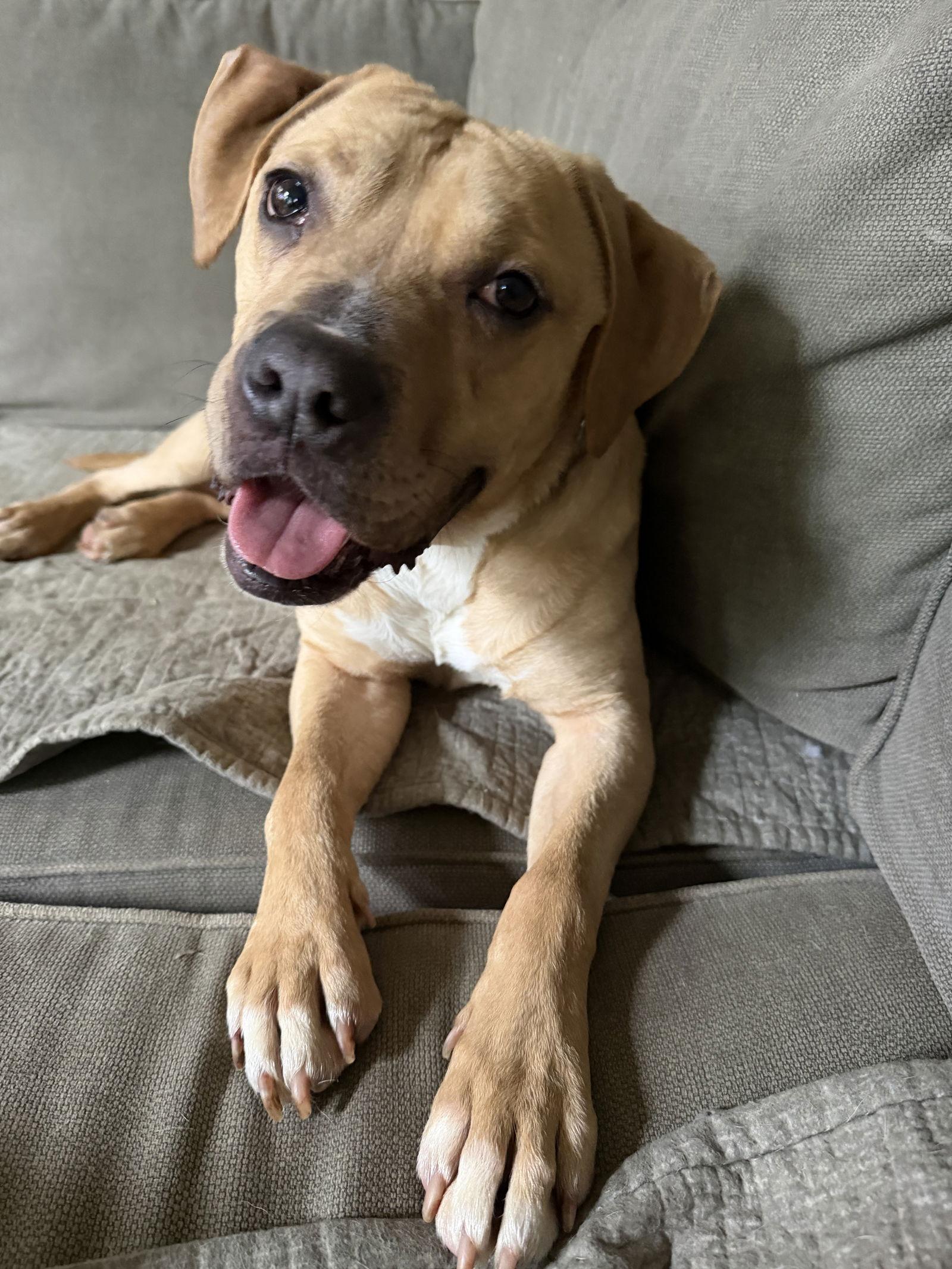 Lovebug, Adoptable, Adult Male Pit Bull Terrier.