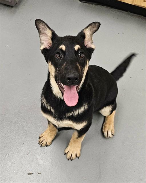 Spring, Adoptable, Puppy Female German Shepherd Dog & Husky.