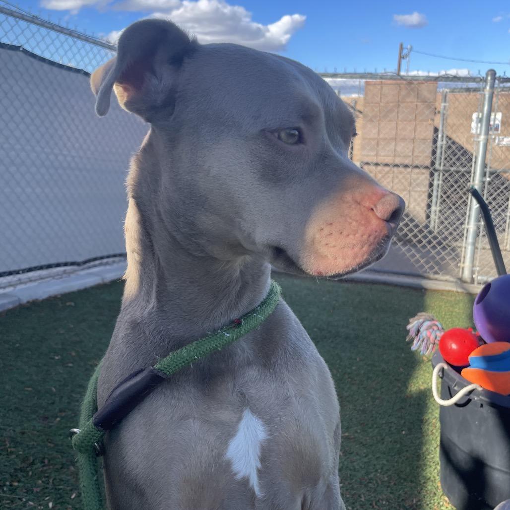 Enlarge Mocha, a Adoptable Pit Bull Terrier in Henderson, NV image 1/3