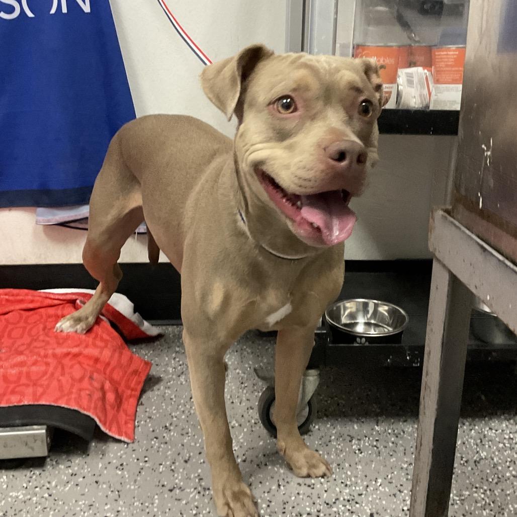 Enlarge Mocha, a Adoptable Pit Bull Terrier in Henderson, NV image 2/3