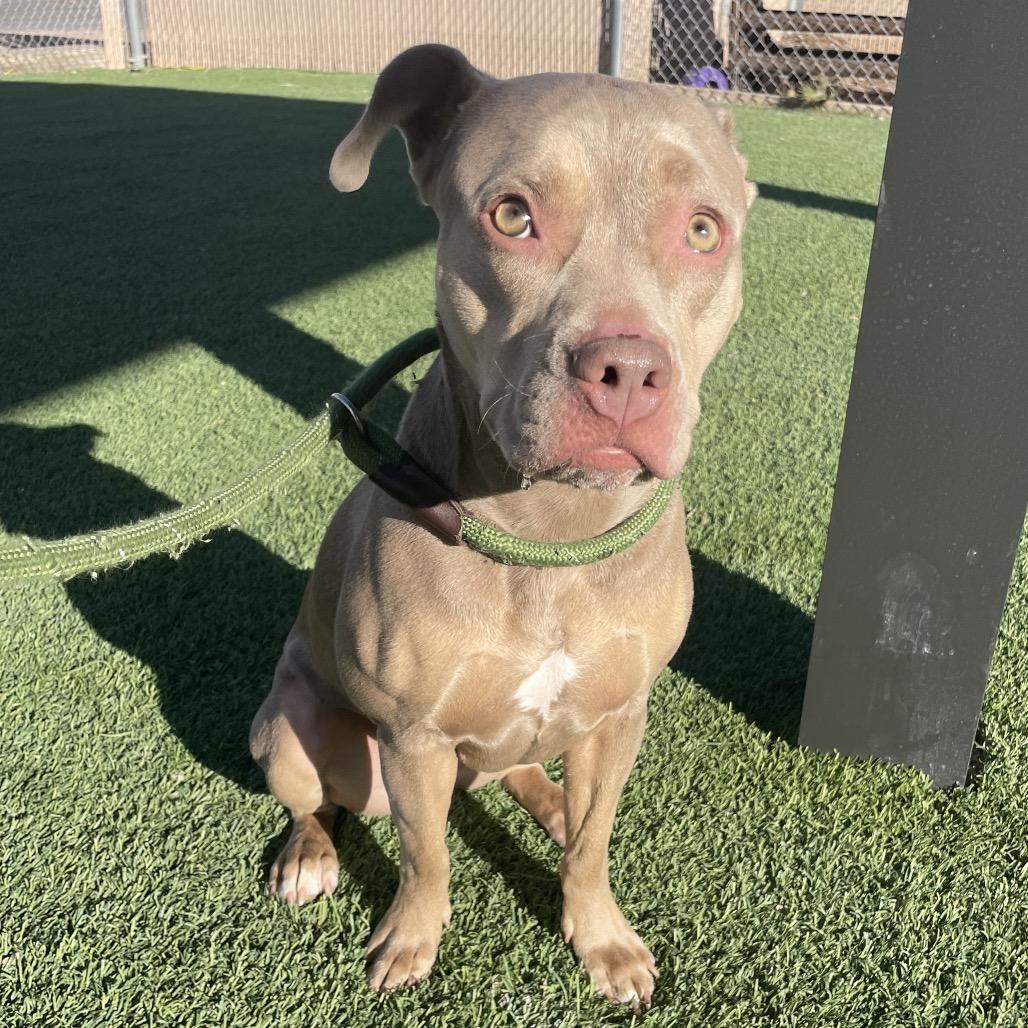 Enlarge Mocha, a Adoptable Pit Bull Terrier in Henderson, NV image 3/3