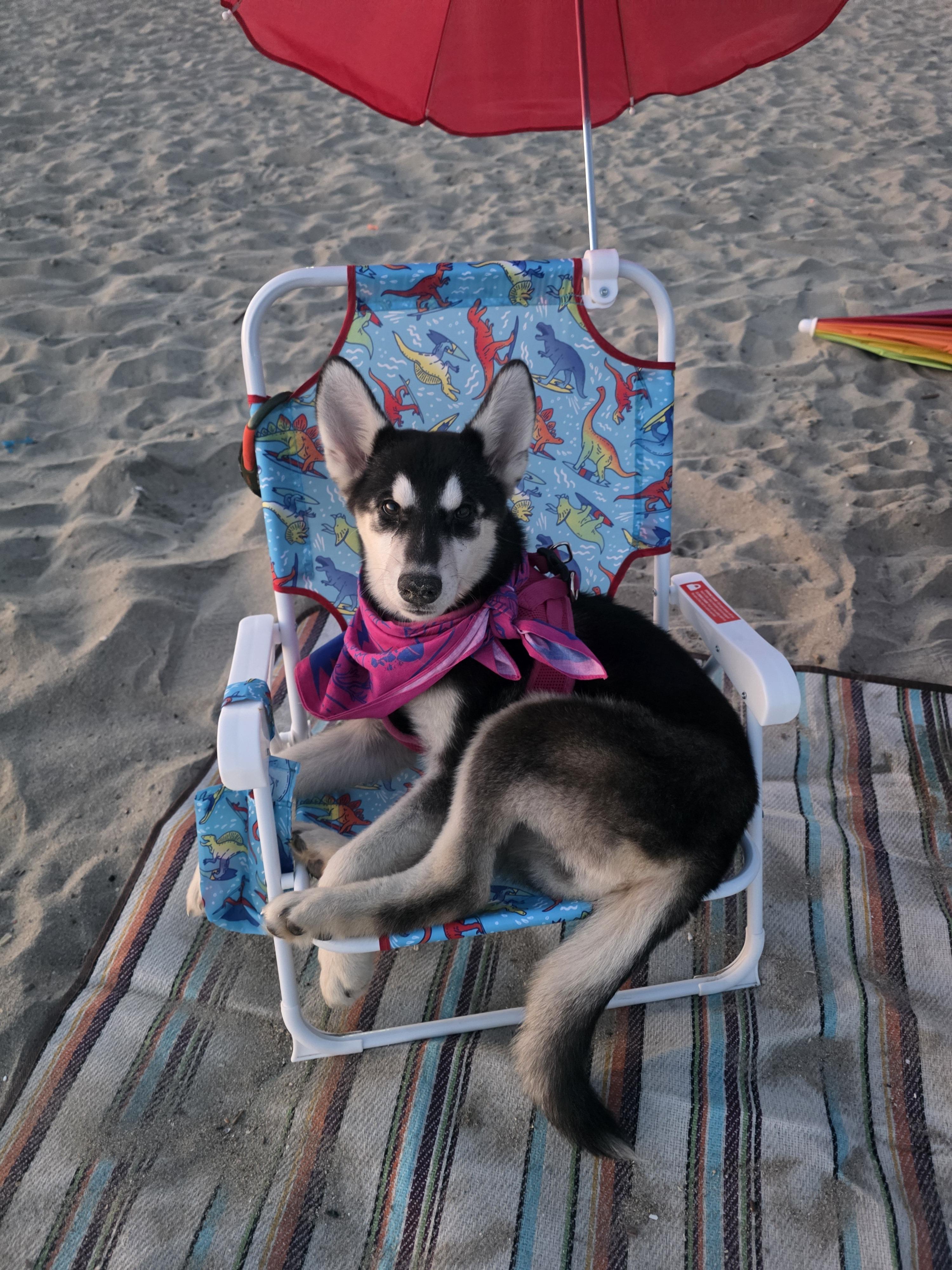 Jina, a Adoptable mixed breed in Los Angeles, CA image 4/4