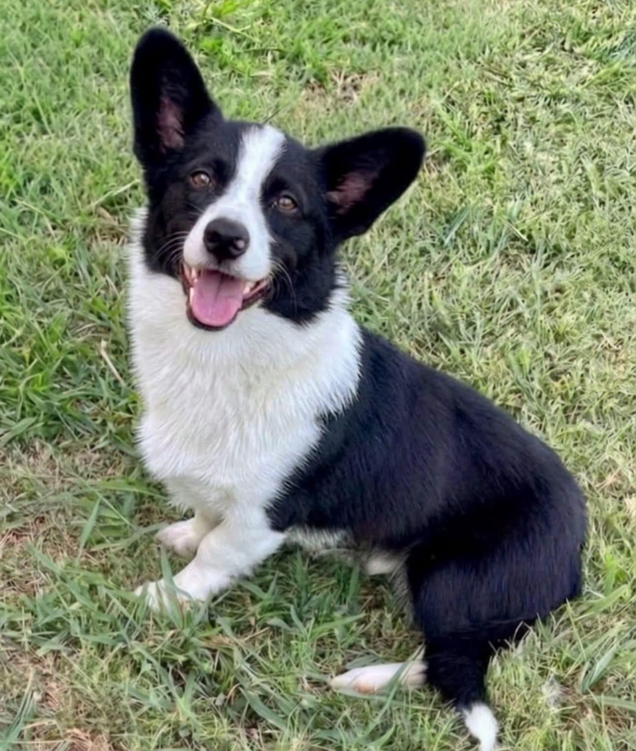 Sparky, an adopted mixed breed in Rockwall, TX image 2/3