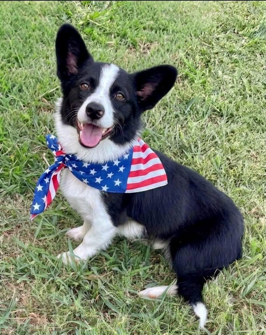 Sparky, adopted, Young Male Border Collie & Corgi.