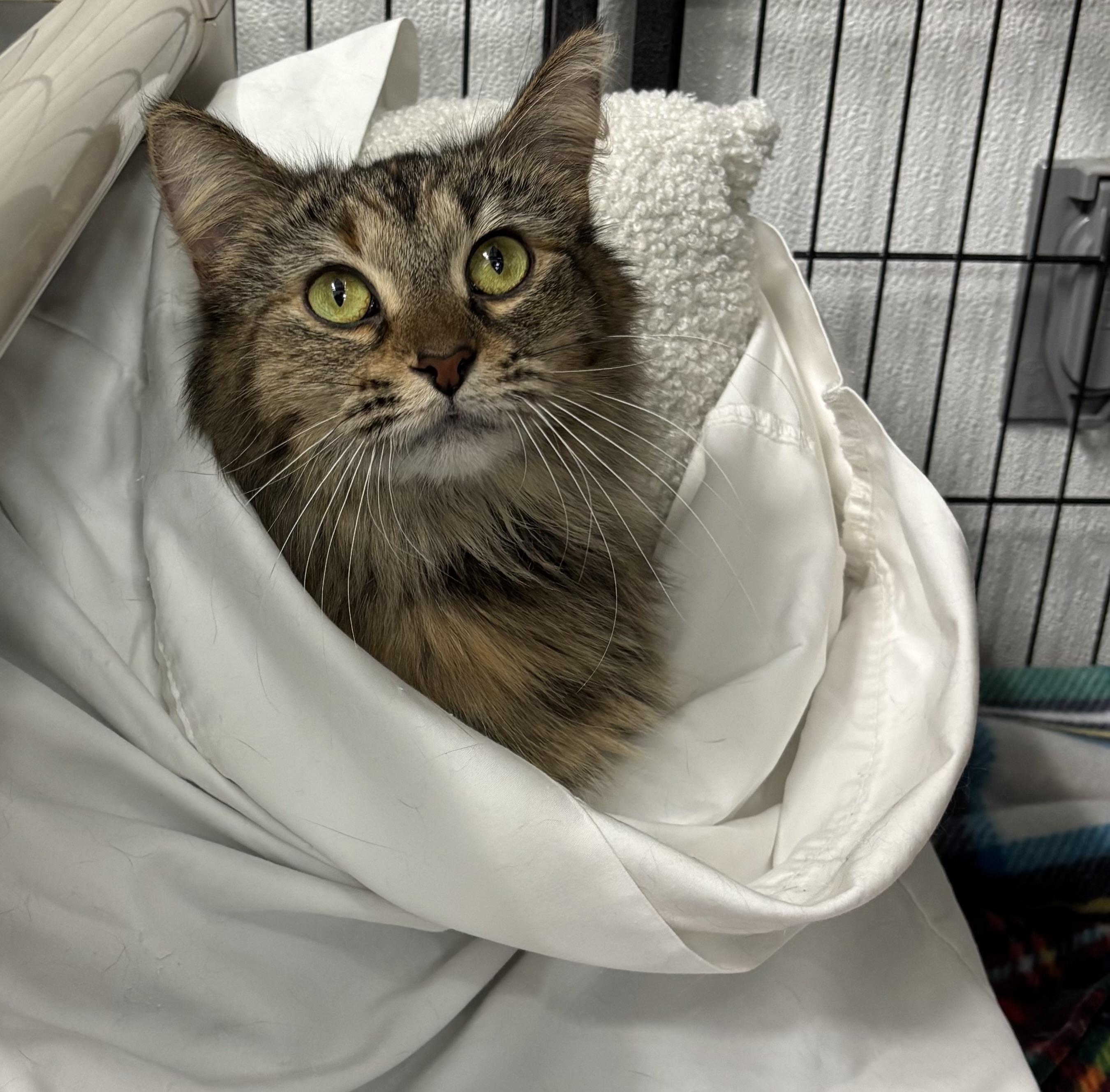 Ada, ADOPTABLE, Adult Female Domestic Medium Hair.