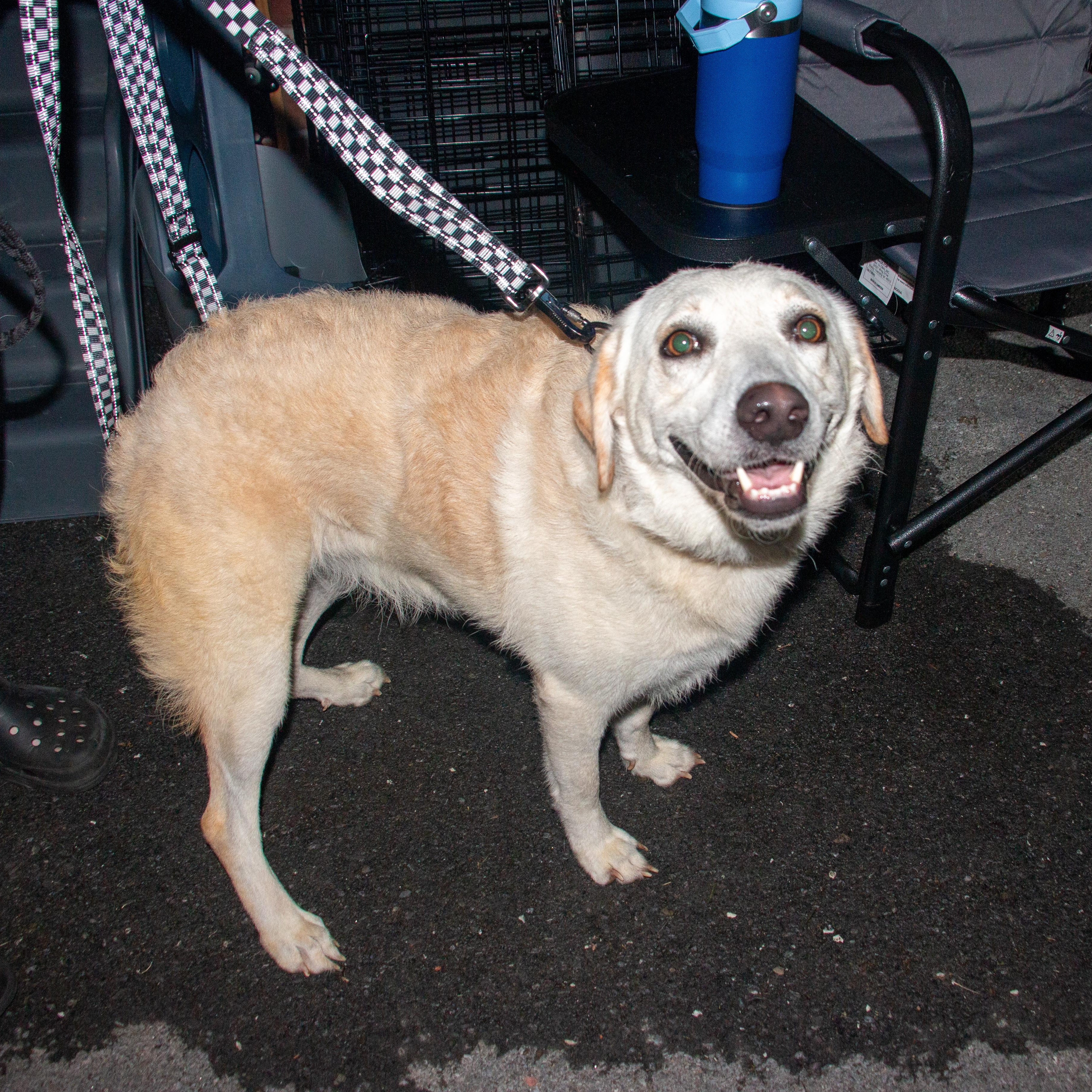 Enlarge Heaven Pearl, a Adoptable mixed breed in Pittsburgh, PA image 2/6