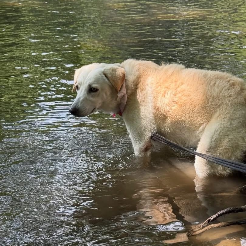 Enlarge Heaven Pearl, a Adoptable mixed breed in Pittsburgh, PA image 1/6