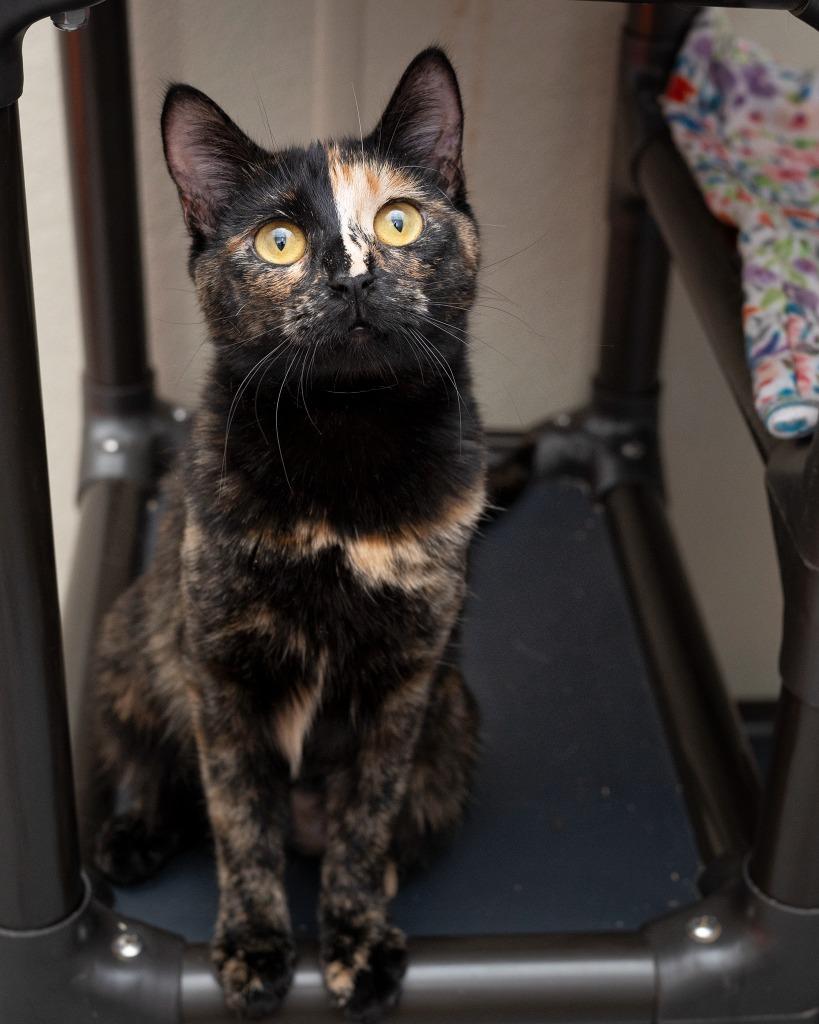 Josephine, Adoptable, Young Female Domestic Short Hair.