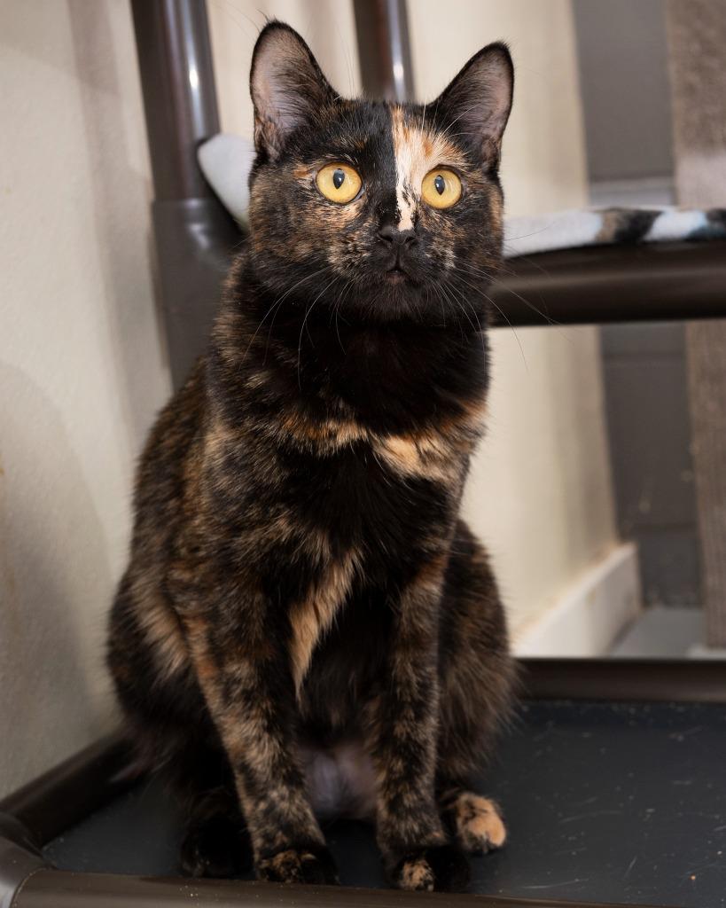 Josephine, Adoptable, Young Female Domestic Short Hair.