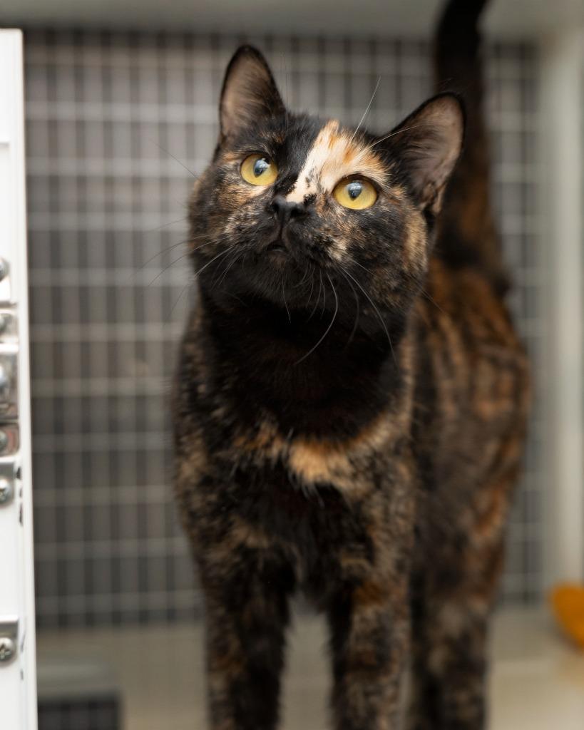 Enlarge Josephine, a Adoptable mixed breed in Boone, IA image 2/2