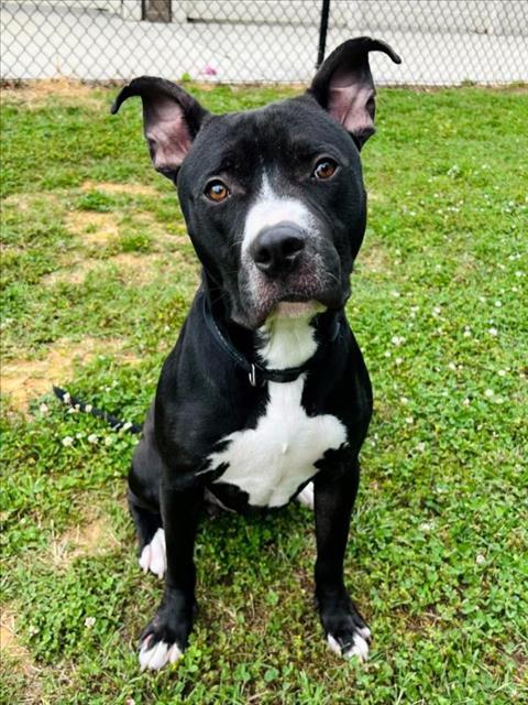 Enlarge ACE, a Adoptable mixed breed in Haw River, NC image 1/1