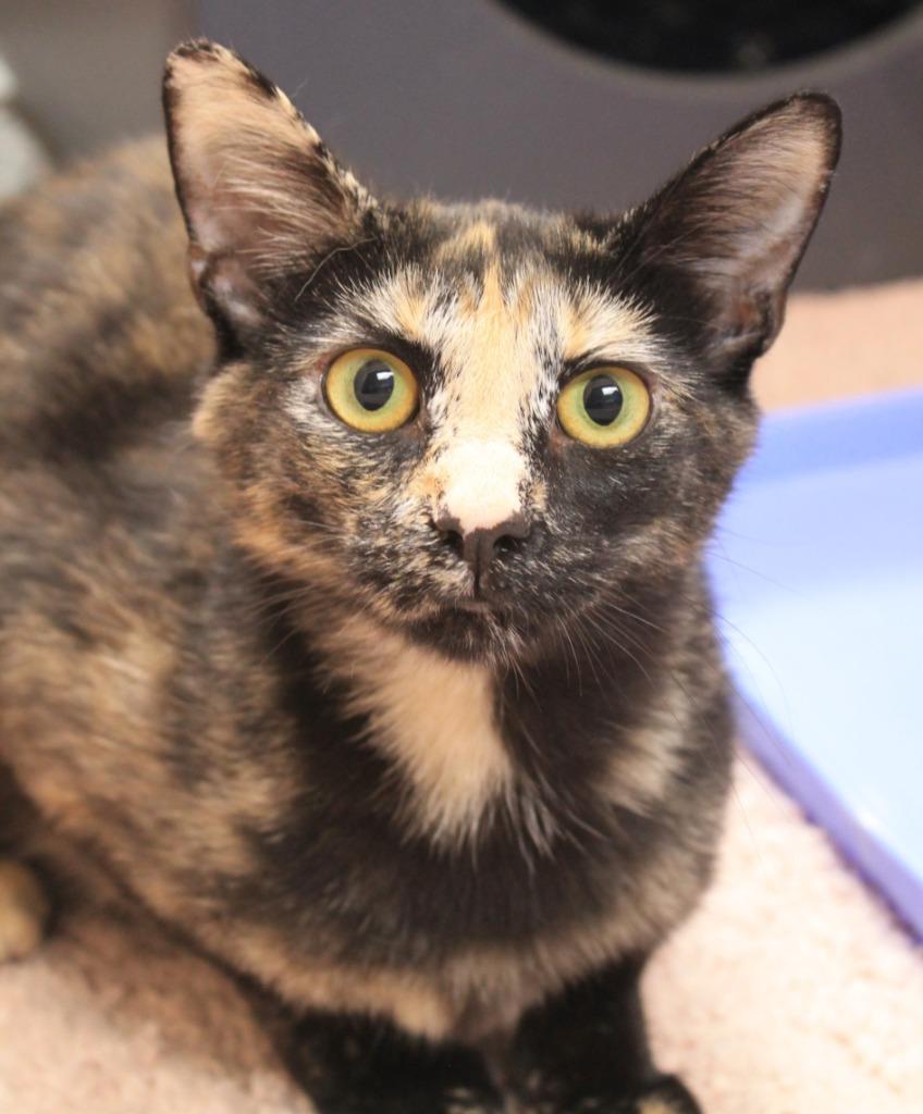 Enlarge Emma, a Adoptable mixed breed in Utica, MI image 1/3