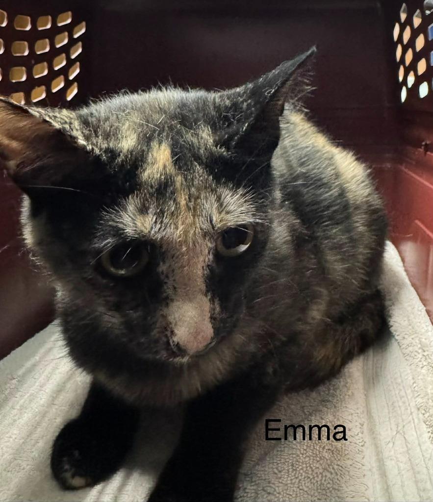 Emma, Adoptable, Kitten Female Domestic Short Hair.