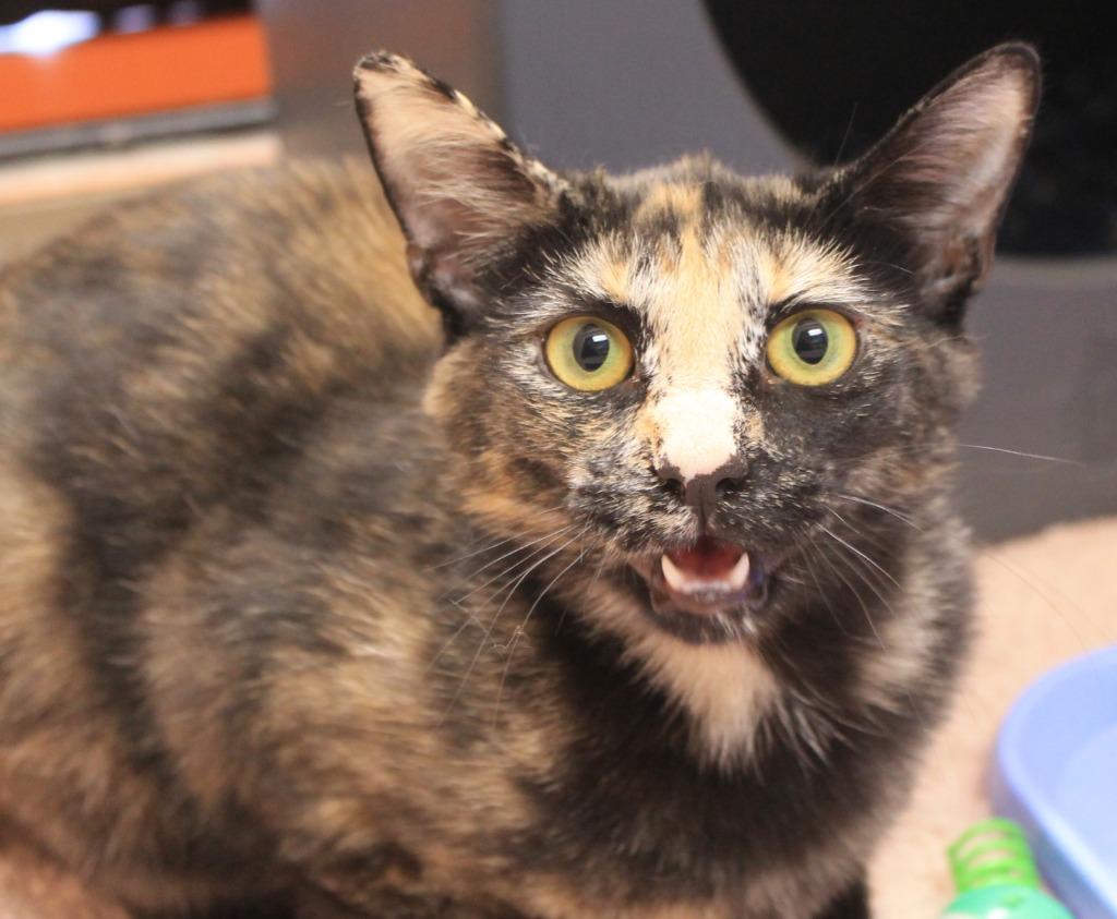 Enlarge Emma, a Adoptable mixed breed in Utica, MI image 3/3