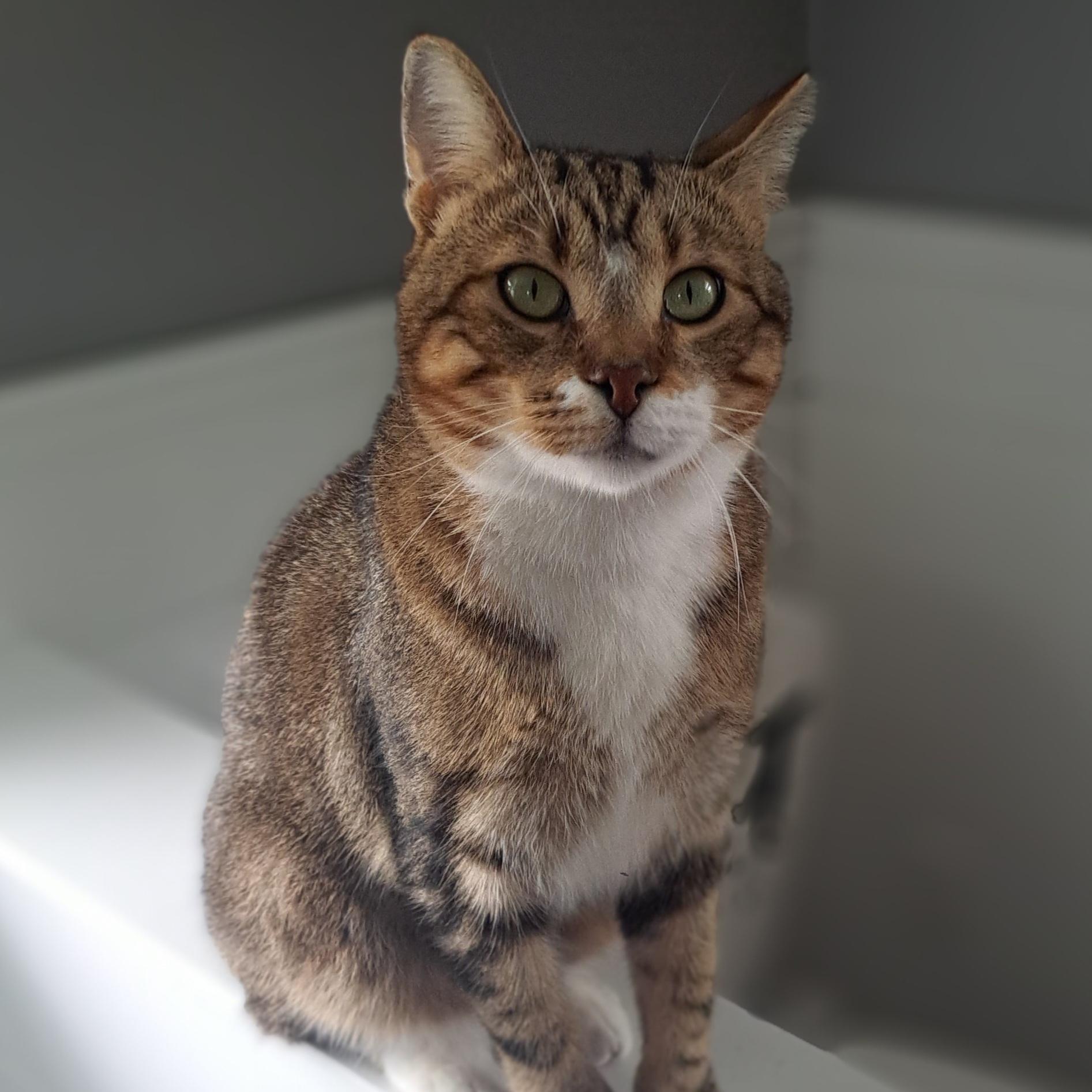 Bunner 2 yrs, a Adoptable mixed breed in London, ON image 4/6
