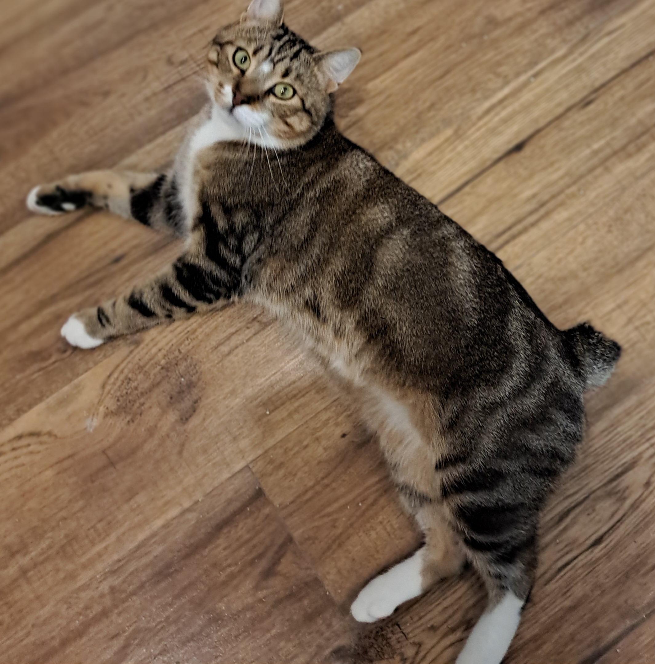 Bunner 2 yrs, Adoptable, Young Male Manx & Tabby.