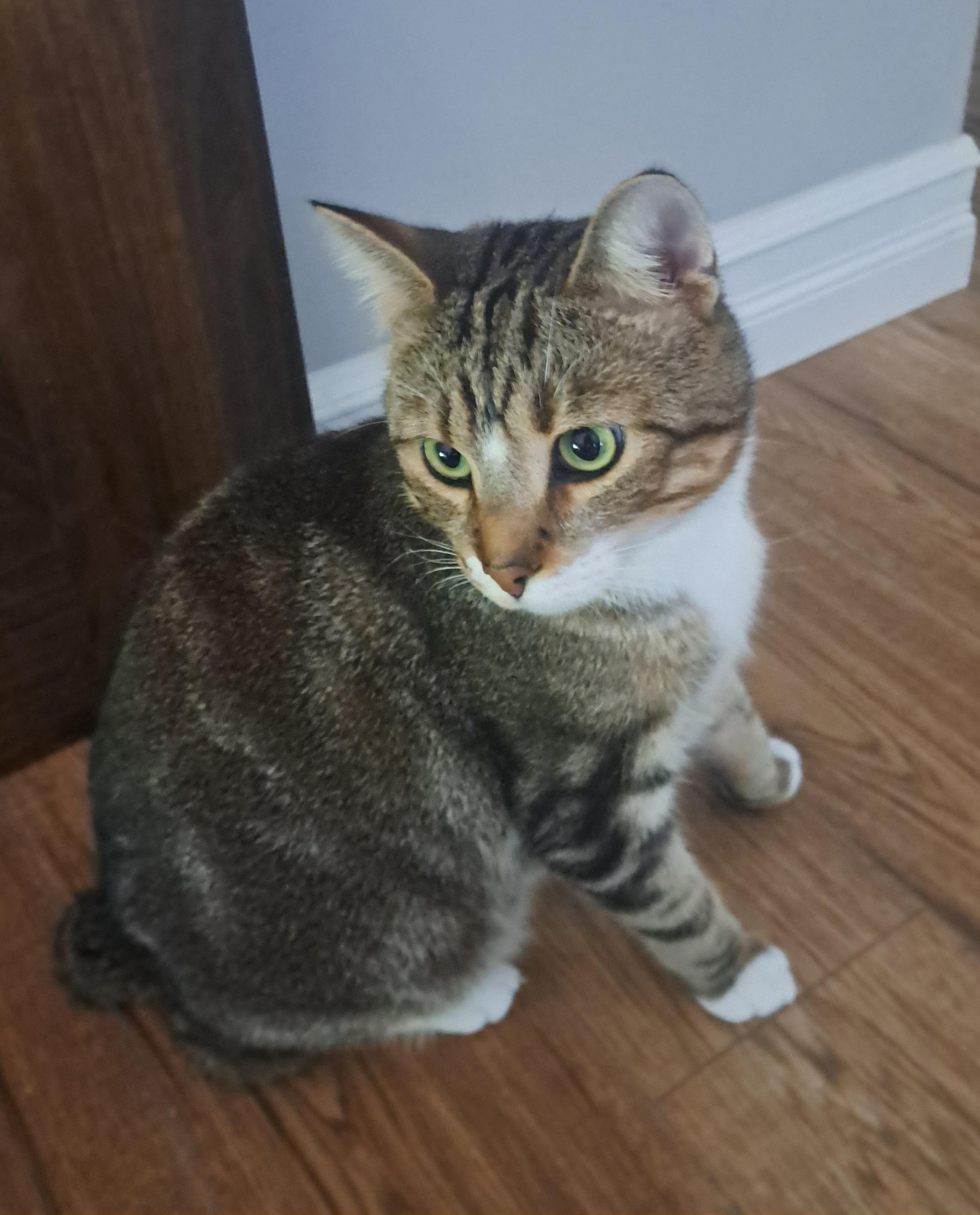 Bunner 2 yrs, a Adoptable mixed breed in London, ON image 6/6