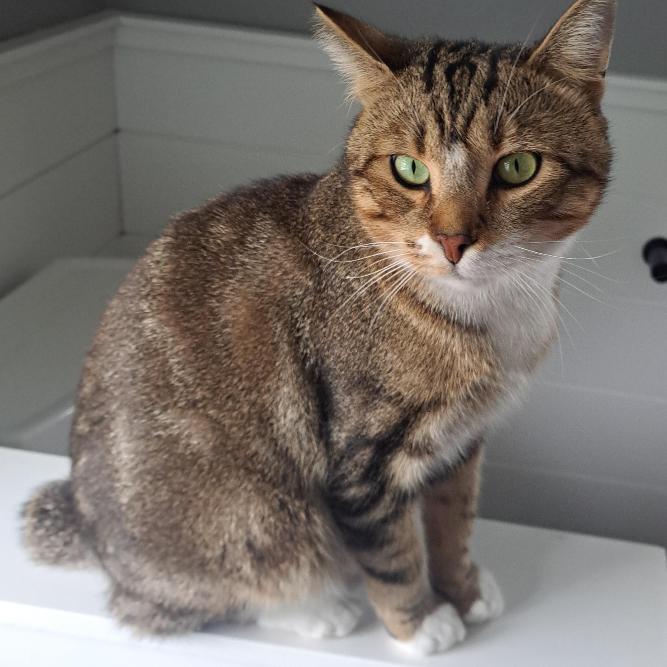 Bunner 2 yrs, a Adoptable mixed breed in London, ON image 3/6