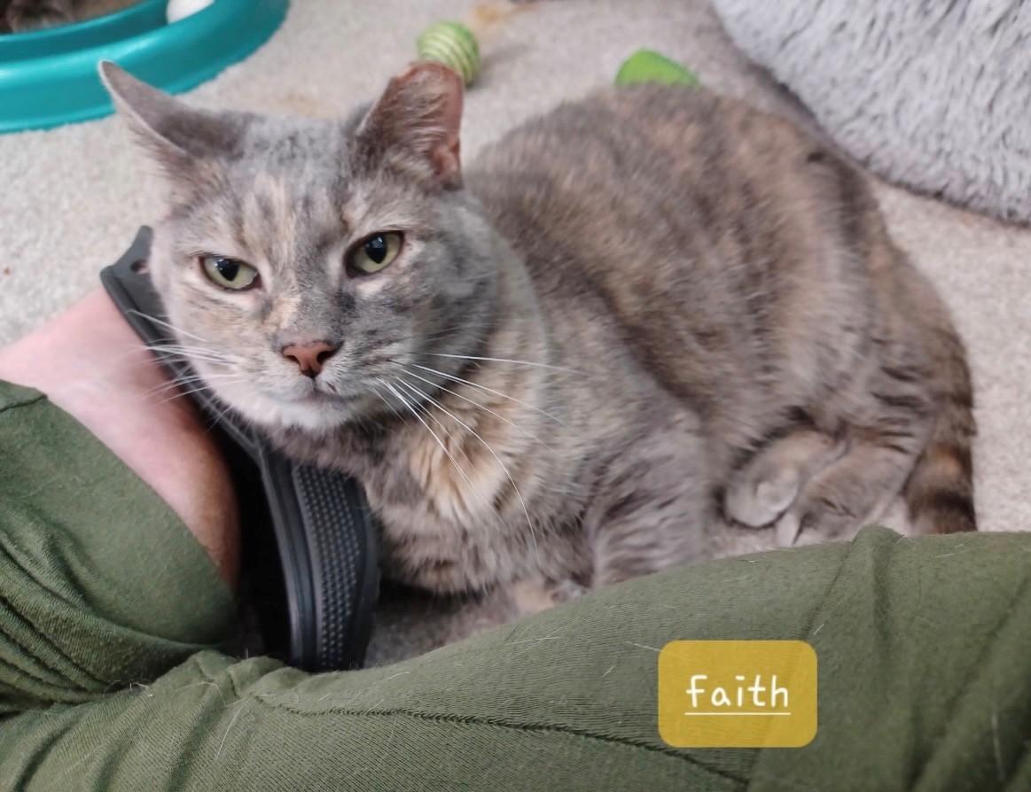 Faith, Adoptable, Adult Female Dilute Calico.