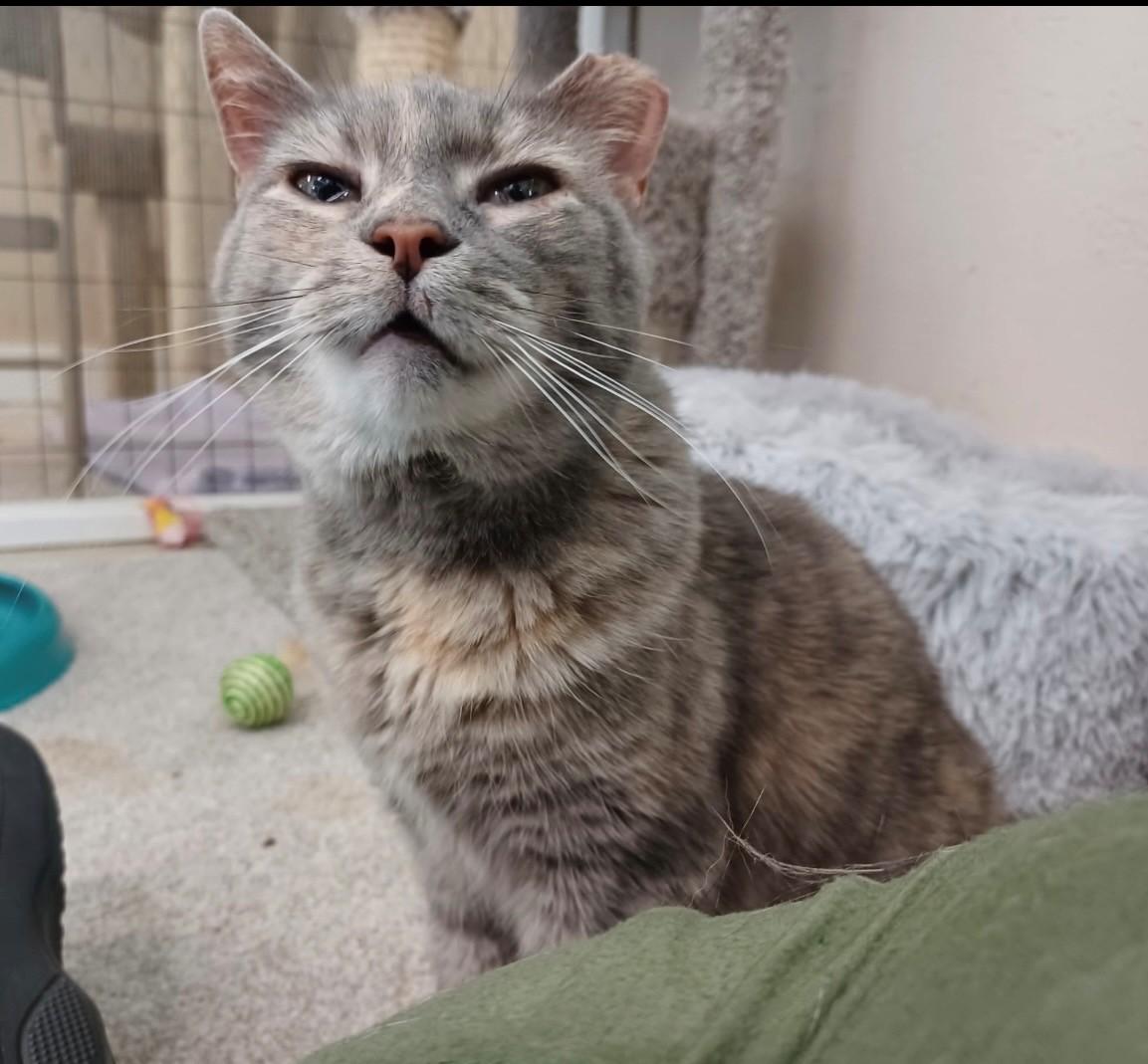Enlarge Faith, a Adoptable Dilute Calico in Walworth, WI image 2/2