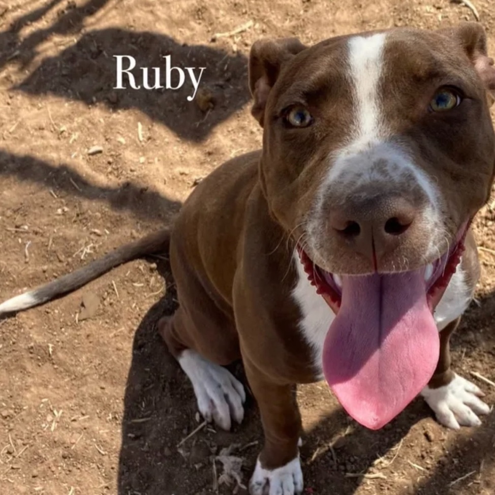 Ruby, Adult Female Pit Bull Terrier