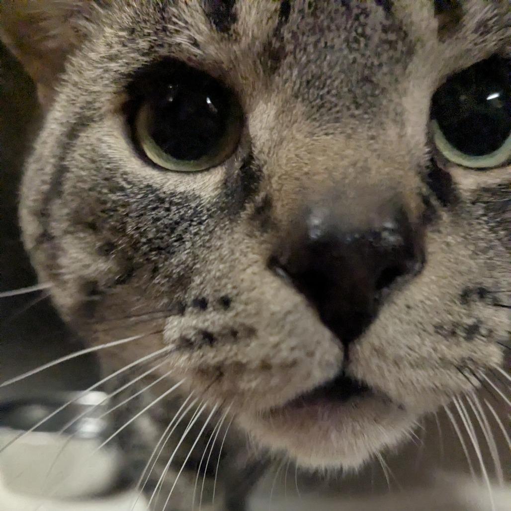 Lynx, Adoptable, Adult Male Domestic Short Hair.