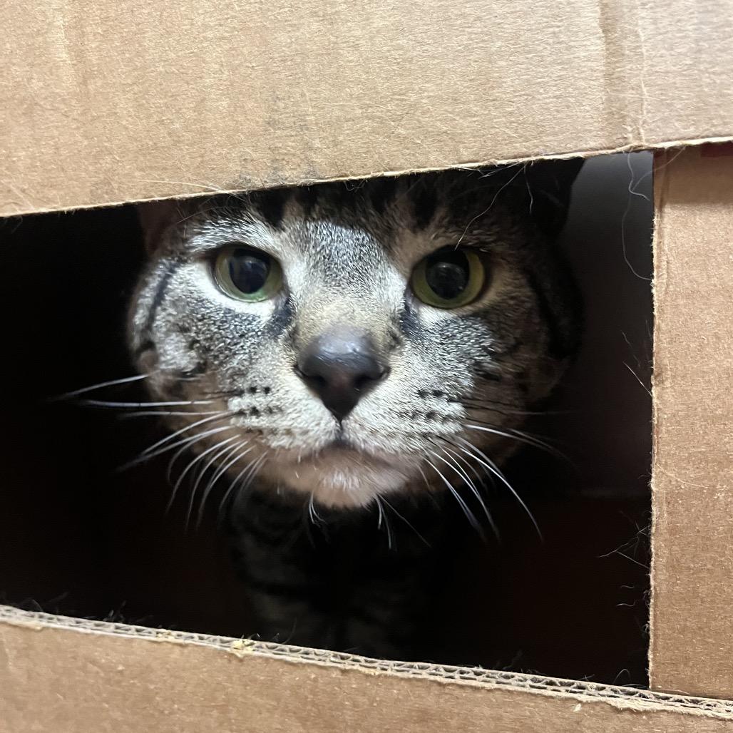 Enlarge Lynx, a Adoptable Domestic Short Hair in Providence, RI image 2/6