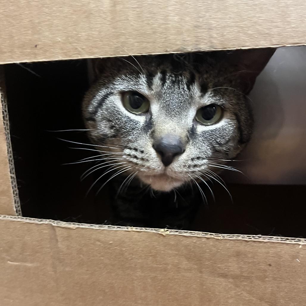 Enlarge Lynx, a Adoptable Domestic Short Hair in Providence, RI image 3/6