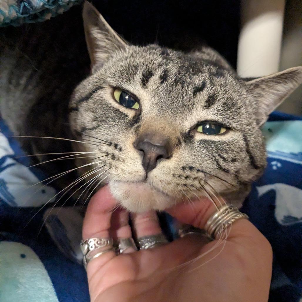 Enlarge Lynx, a Adoptable Domestic Short Hair in Providence, RI image 4/6