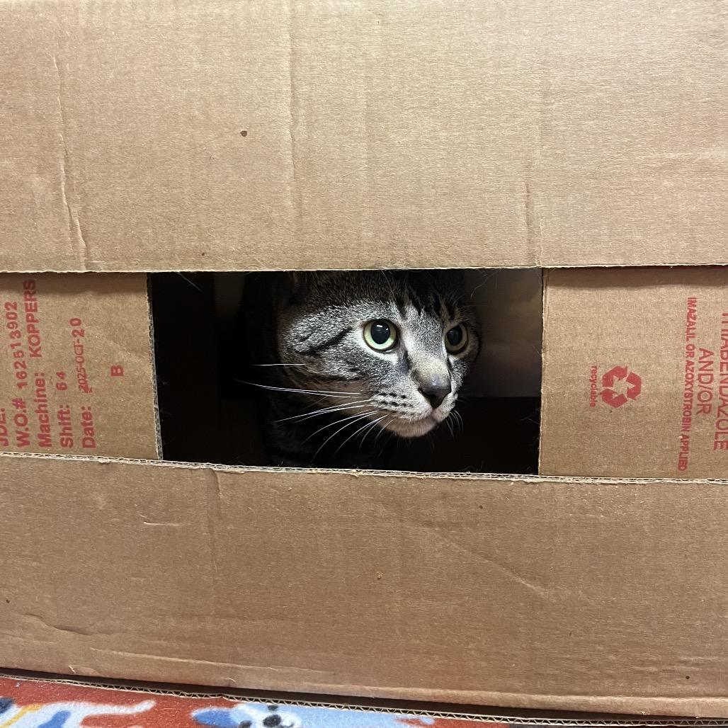 Enlarge Lynx, a Adoptable Domestic Short Hair in Providence, RI image 5/6