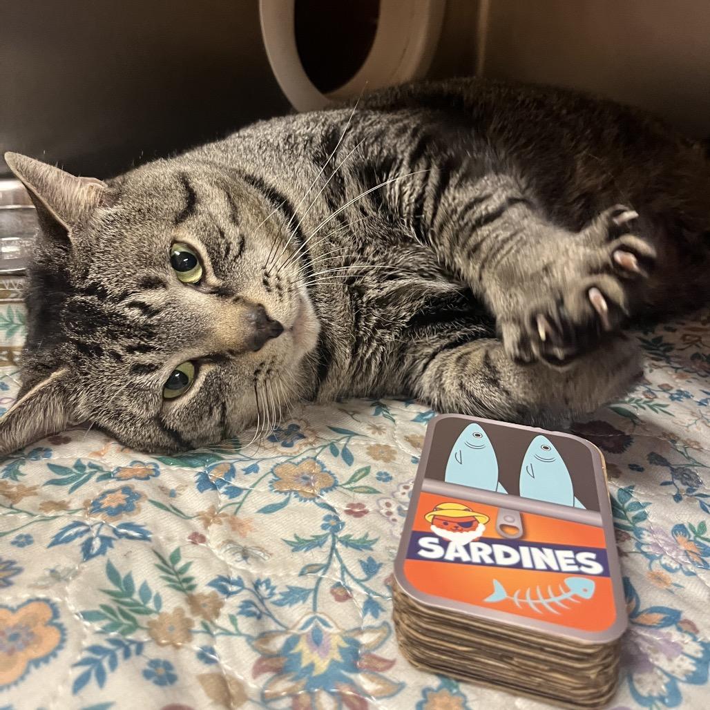 Enlarge Lynx, a Adoptable Domestic Short Hair in Providence, RI image 6/6