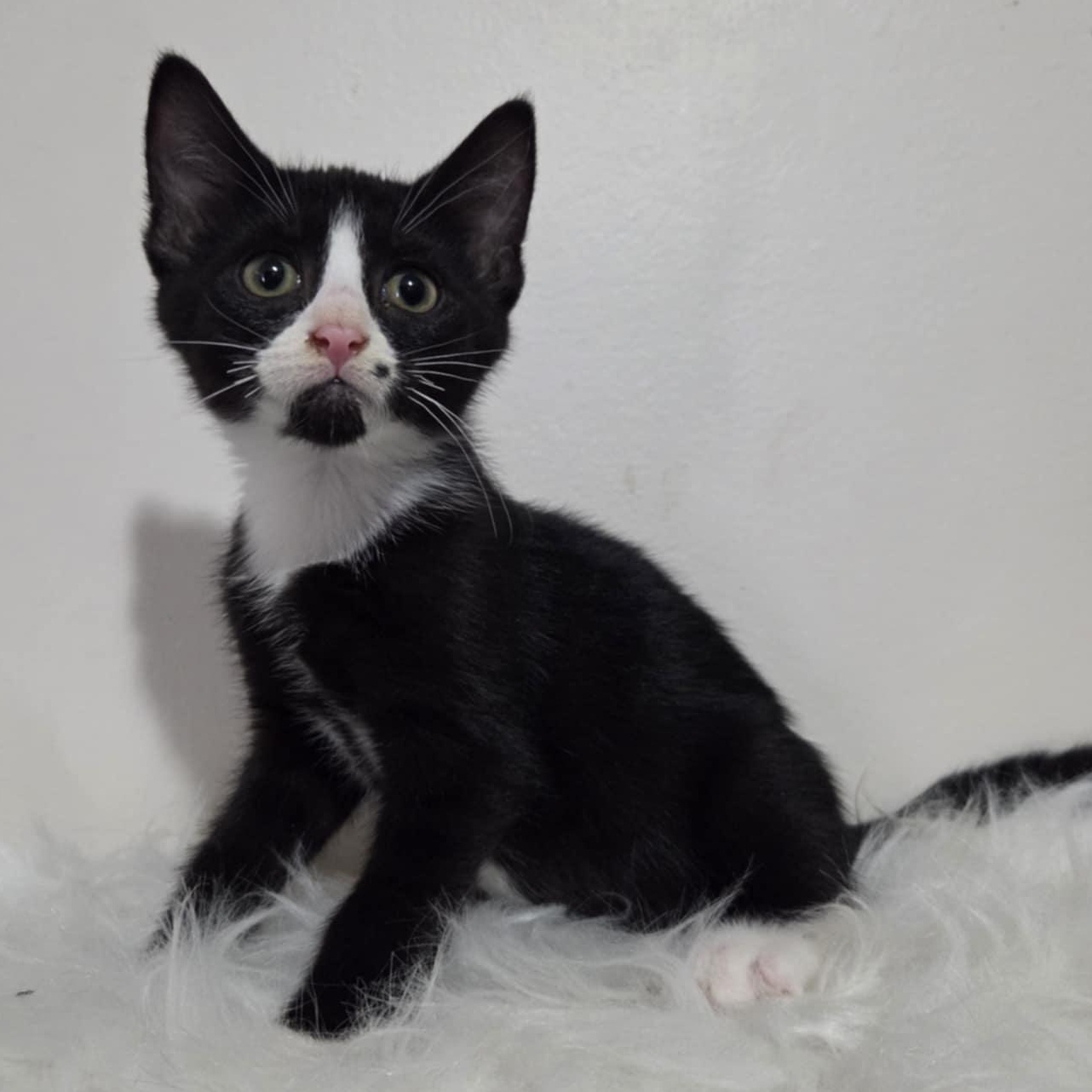 Pre-Adoption: Nahiri