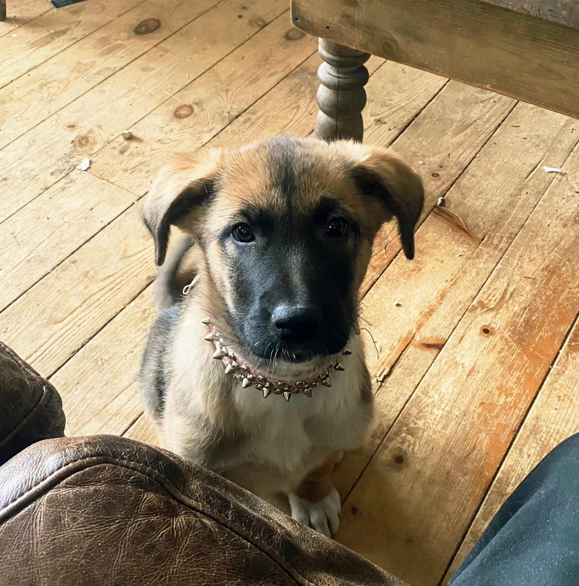 Lali, Adoptable, Puppy Female Mixed Breed.