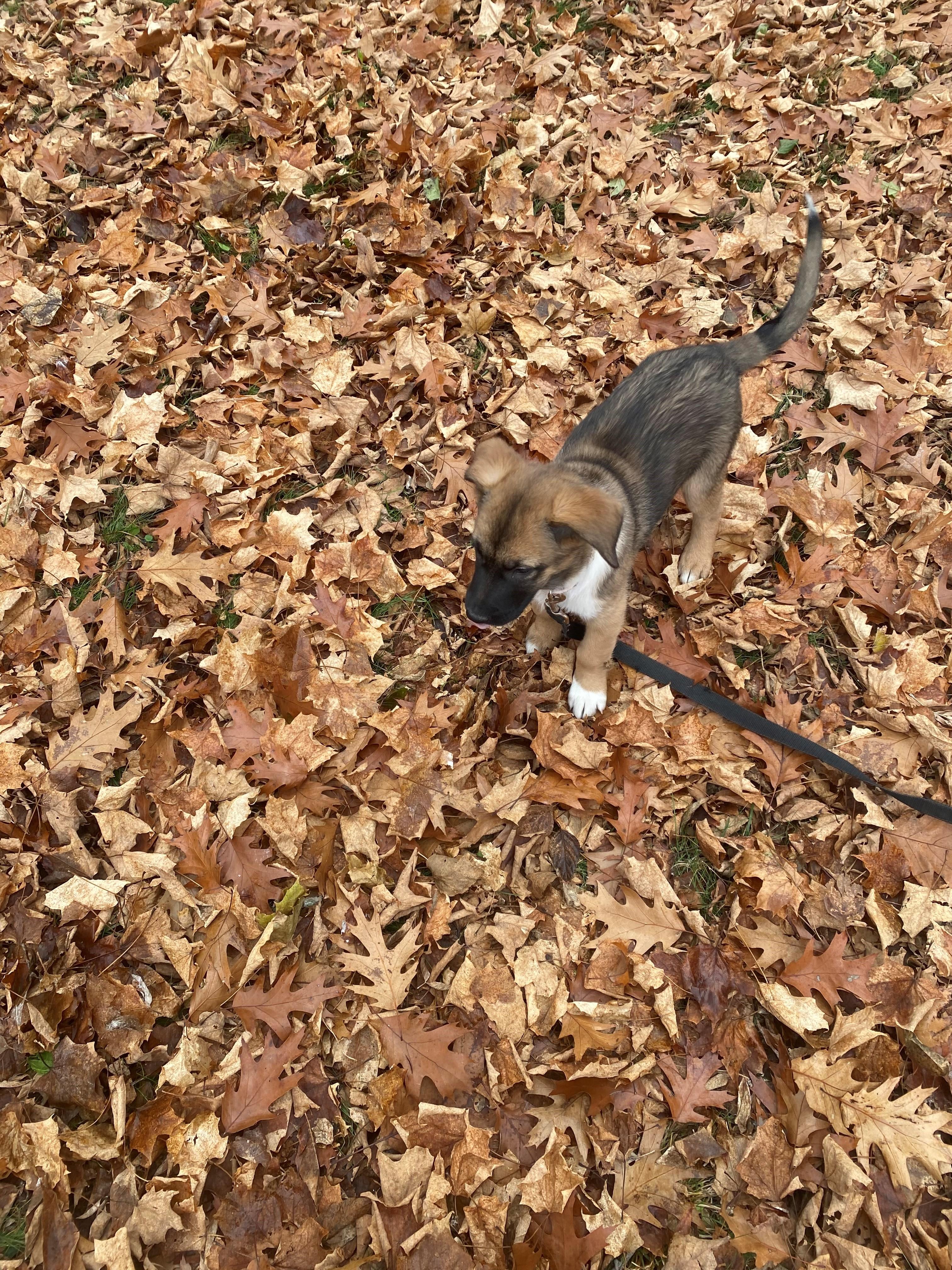 Enlarge Lali, a Adoptable mixed breed in Oshawa, ON image 2/3