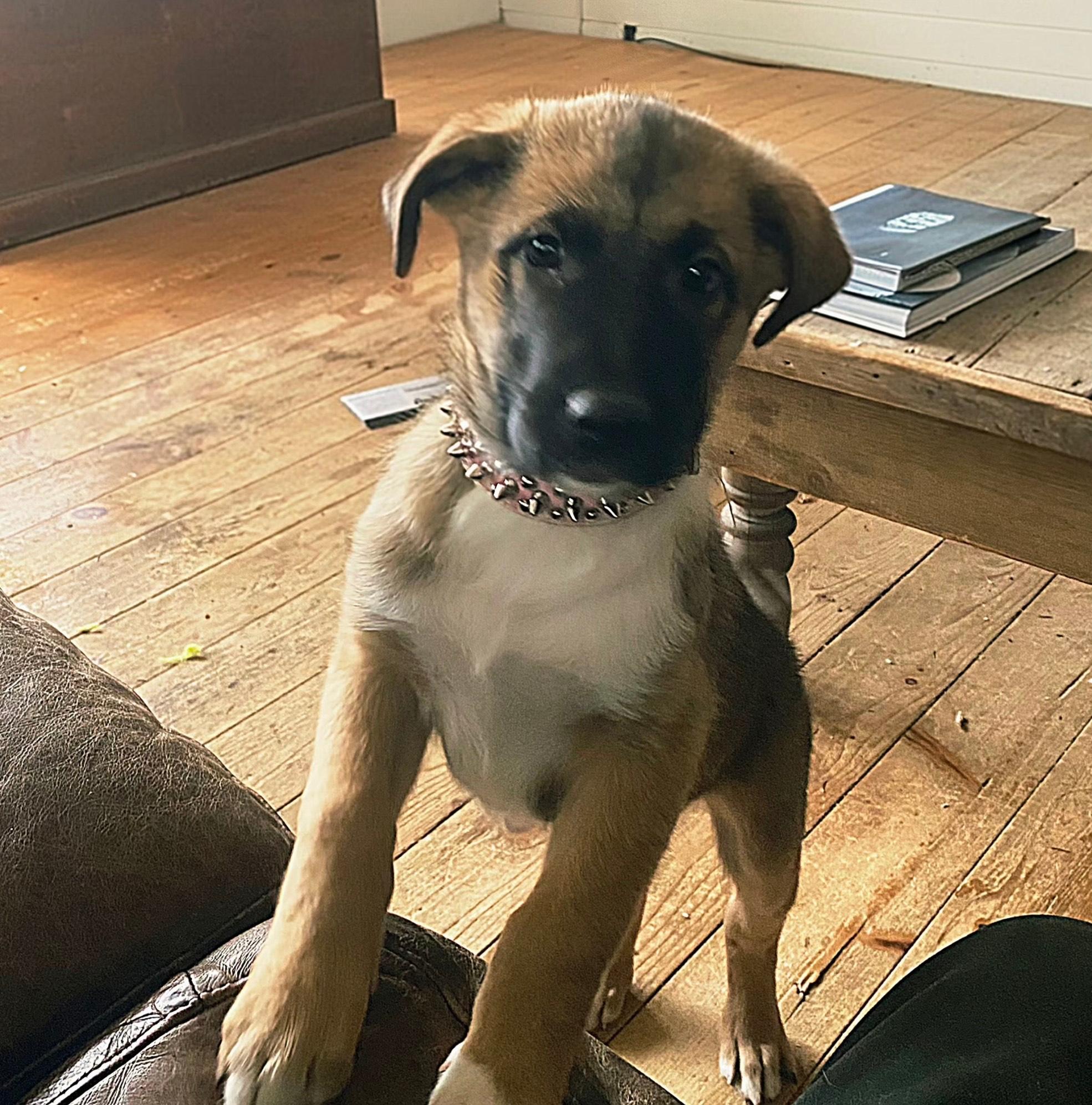 Enlarge Lali, a Adoptable mixed breed in Oshawa, ON image 3/3