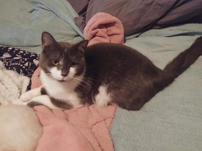 Sam, Adoptable, Adult Male Domestic Medium Hair.