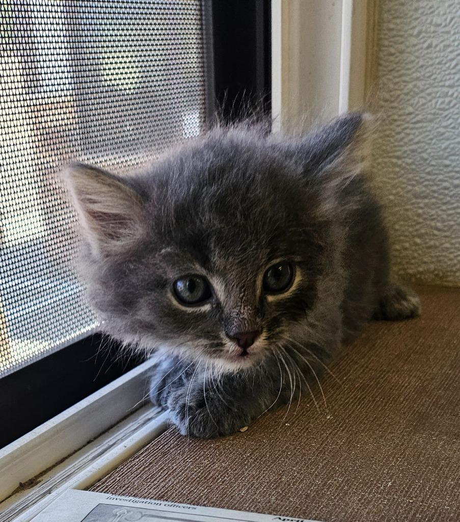 Corral kitten 5, Adoptable, Kitten Male Domestic Medium Hair.