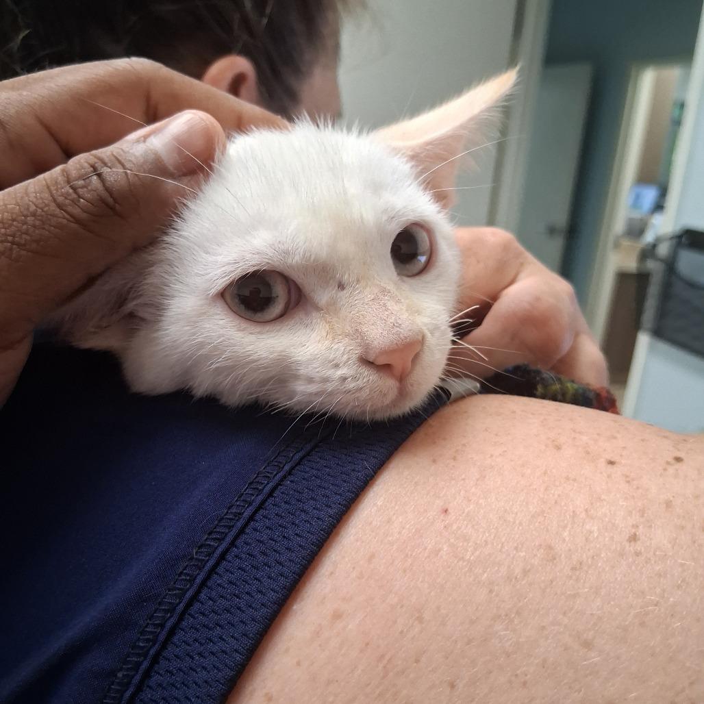 Blue (26-7730), Adoptable, Kitten Female Domestic Short Hair.